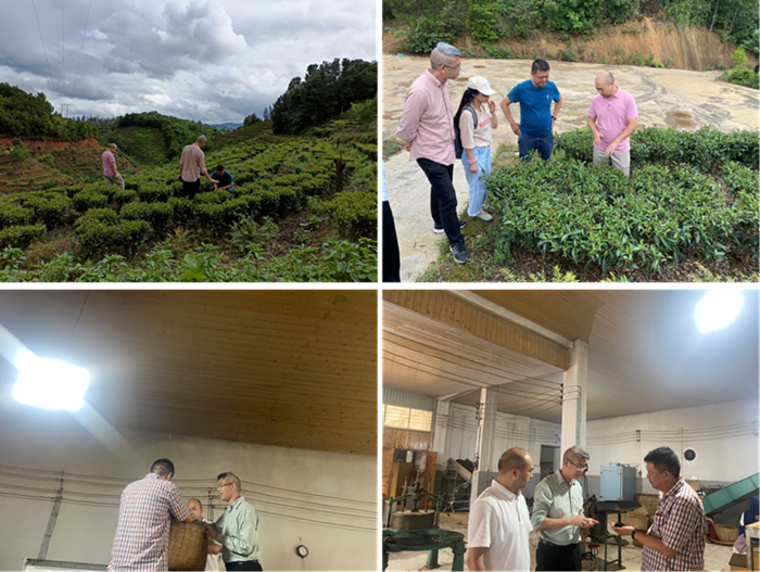 jav图书馆
茶叶专家服务团在茶园和茶叶加工厂进行指导_副本.png