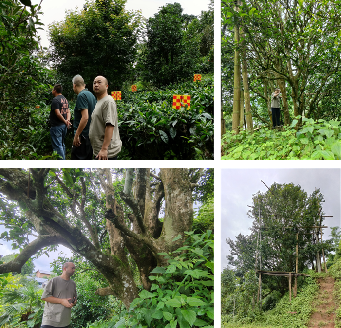 jav图书馆
茶叶专家服务团调研古茶树资源_副本.png